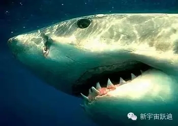 充电市场巨头博弈:国网撤了 鲶鱼来了 鲨鱼也来了